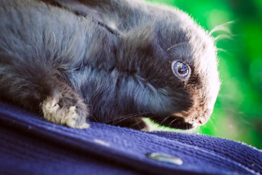 rustic rabbit dark coloring sits on hands on a background of grass