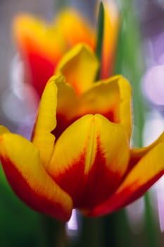 bouquet of fresh tulips close-up macro shot