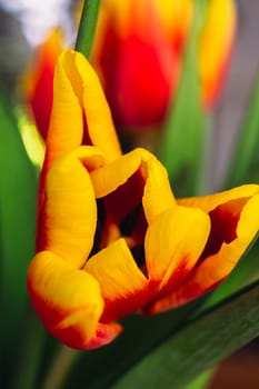 bouquet of fresh tulips close-up macro shot