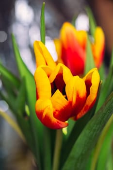 bouquet of fresh tulips close-up macro shot