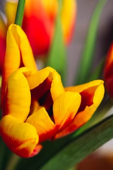 bouquet of fresh tulips close-up macro shot