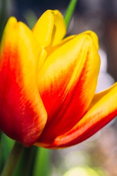 bouquet of fresh tulips close-up macro shot