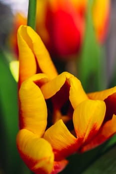 bouquet of fresh tulips close-up macro shot