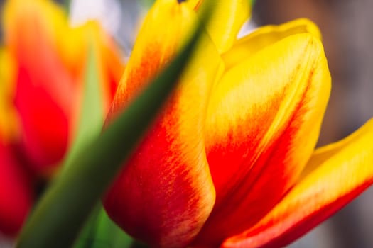 bouquet of fresh tulips close-up macro shot