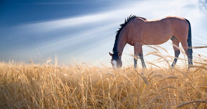 Horse grazing in field. Sun shine