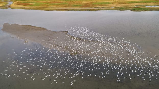 seagulls in flight in Danube Delta, Romania