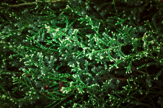 green leaves on the background of nature