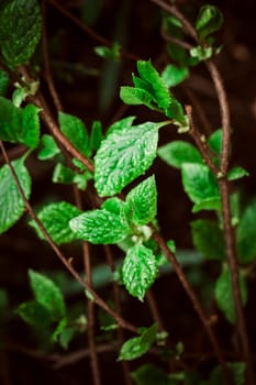 green leaves on the background of nature