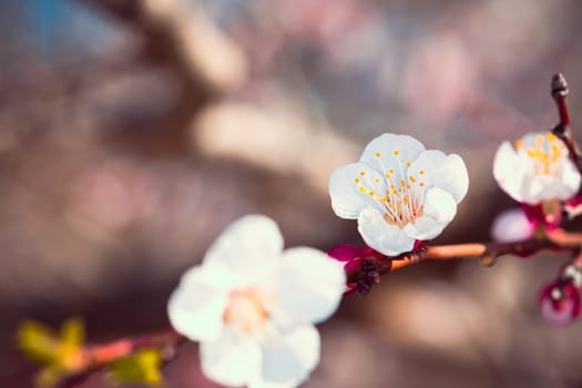 Flowering apricot tree branch against the sky