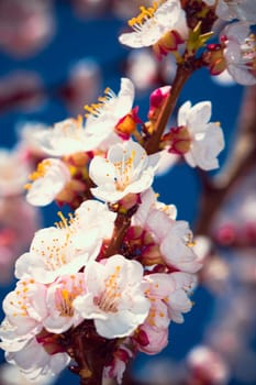 Flowering apricot tree branch against the sky