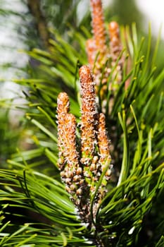Pine trees with yang pine cones in garden close up