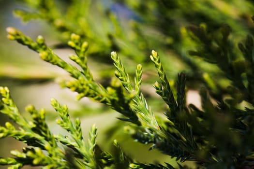many green young branches arborvitae bush close-up