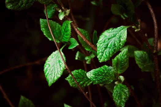 green leaves on the background of nature