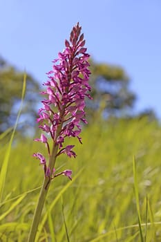 Flowering helmet orchid Orchis militaris from Liliental near Ihringen in the Kaiserstuhl