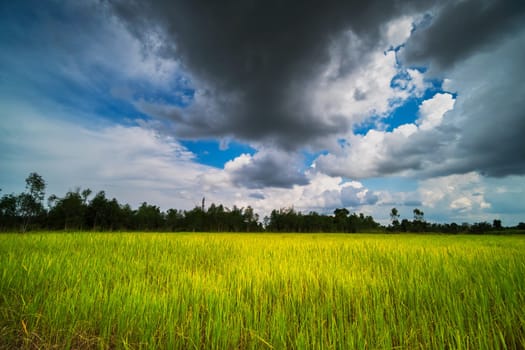 Rice Paddy With Beautiful Clouds, agriculture landscape with rice plants