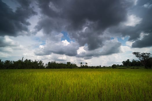 Rice Paddy With Beautiful Clouds, agriculture landscape with rice plants