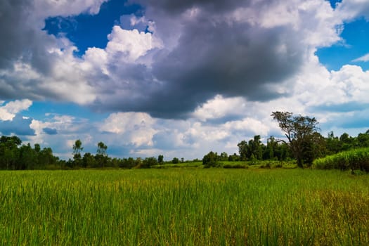 Rice Paddy With Beautiful Clouds, agriculture landscape with rice plants