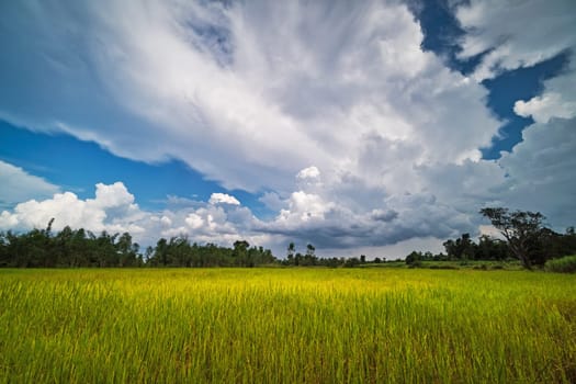 Rice Paddy With Beautiful Clouds, agriculture landscape with rice plants