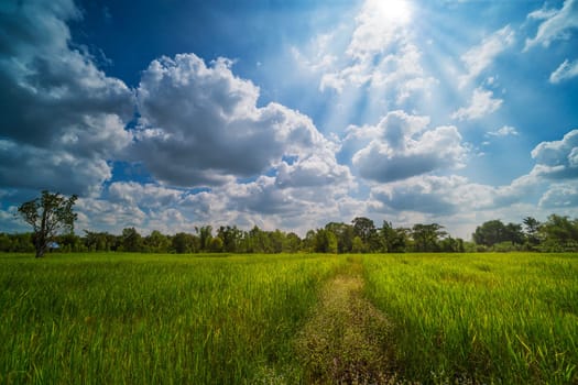 Rice Paddy With Beautiful Clouds, agriculture landscape with rice plants