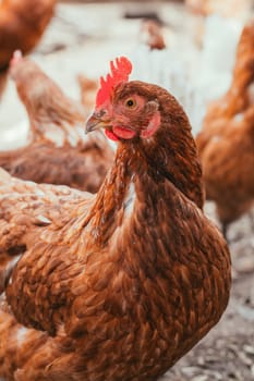chicken and rooster walking around the yard
