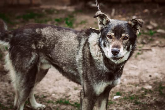 sad dog is standing on background of the nature