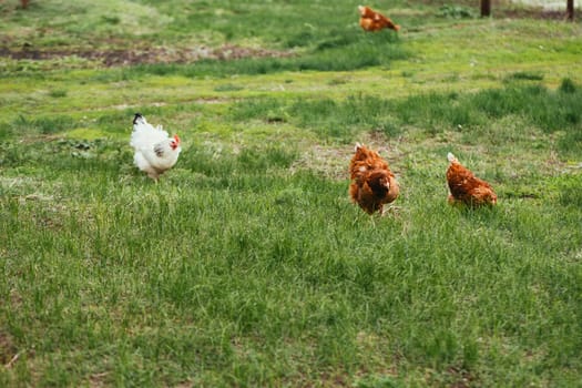 chicken and rooster walking in the grass