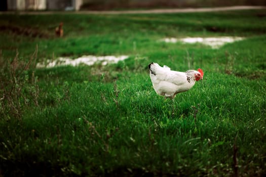 rustic chicken white coloring on a background of grass