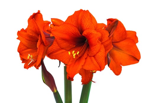 Red Hippeastrum Isolated, blooming flower head with white background