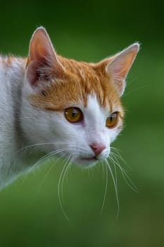 Cute red white cat portrait on nature green blurred background.  Portrait of white ginger cat. Cat is small domesticated carnivorous mammal with soft fur.