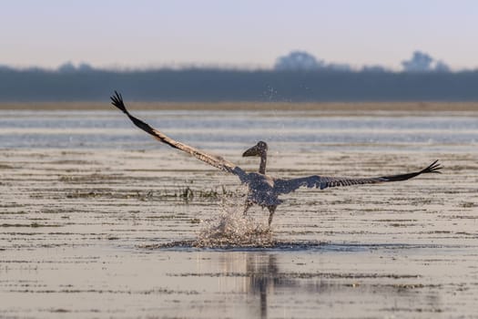 white pelican (pelecanus onocrotalus) in Danube Delta, Romania