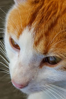 Cute red white cat portrait. Portrait of ginger white cat. Cat is small domesticated carnivorous mammal with soft fur.