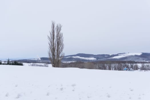 Biei is a small town surrounded by a picturesque landscape of gently rolling hills and vast fields. A pleasant way to enjoy the charm of Biei is by cycling or driving through the hills and visiting some of the flower fields and famous trees along the way.