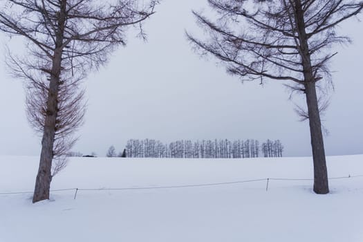 Biei is a small town surrounded by a picturesque landscape of gently rolling hills and vast fields. A pleasant way to enjoy the charm of Biei is by cycling or driving through the hills and visiting some of the flower fields and famous trees along the way.