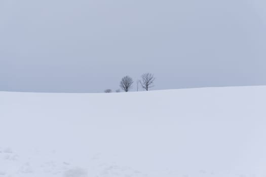 Biei is a small town surrounded by a picturesque landscape of gently rolling hills and vast fields. A pleasant way to enjoy the charm of Biei is by cycling or driving through the hills and visiting some of the flower fields and famous trees along the way.