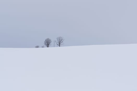 Biei is a small town surrounded by a picturesque landscape of gently rolling hills and vast fields. A pleasant way to enjoy the charm of Biei is by cycling or driving through the hills and visiting some of the flower fields and famous trees along the way.