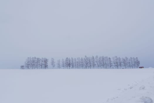 Biei is a small town surrounded by a picturesque landscape of gently rolling hills and vast fields. A pleasant way to enjoy the charm of Biei is by cycling or driving through the hills and visiting some of the flower fields and famous trees along the way.