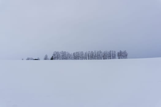 Biei is a small town surrounded by a picturesque landscape of gently rolling hills and vast fields. A pleasant way to enjoy the charm of Biei is by cycling or driving through the hills and visiting some of the flower fields and famous trees along the way.