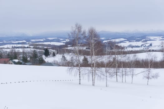Biei is a small town surrounded by a picturesque landscape of gently rolling hills and vast fields. A pleasant way to enjoy the charm of Biei is by cycling or driving through the hills and visiting some of the flower fields and famous trees along the way.