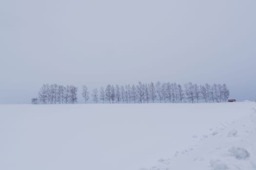 Biei is a small town surrounded by a picturesque landscape of gently rolling hills and vast fields. A pleasant way to enjoy the charm of Biei is by cycling or driving through the hills and visiting some of the flower fields and famous trees along the way.
