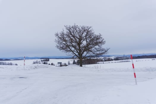 Biei is a small town surrounded by a picturesque landscape of gently rolling hills and vast fields. A pleasant way to enjoy the charm of Biei is by cycling or driving through the hills and visiting some of the flower fields and famous trees along the way.