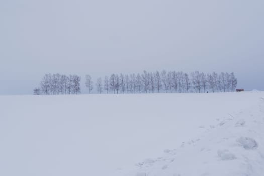 Biei is a small town surrounded by a picturesque landscape of gently rolling hills and vast fields. A pleasant way to enjoy the charm of Biei is by cycling or driving through the hills and visiting some of the flower fields and famous trees along the way.
