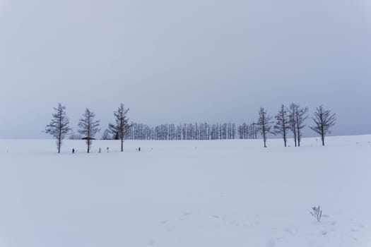 Biei is a small town surrounded by a picturesque landscape of gently rolling hills and vast fields. A pleasant way to enjoy the charm of Biei is by cycling or driving through the hills and visiting some of the flower fields and famous trees along the way.