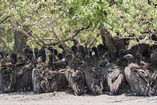 White-backed vultures in the shade of a bush, Botswana