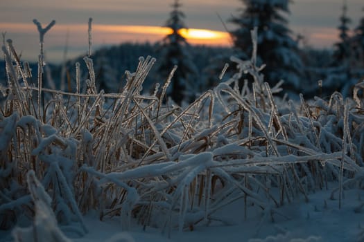 winter in the black forest