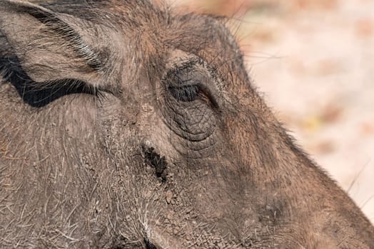 Common Warthog, close-up of animal in nature habitat of chobe national park, botswana