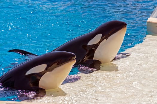Two killer whale on the water.