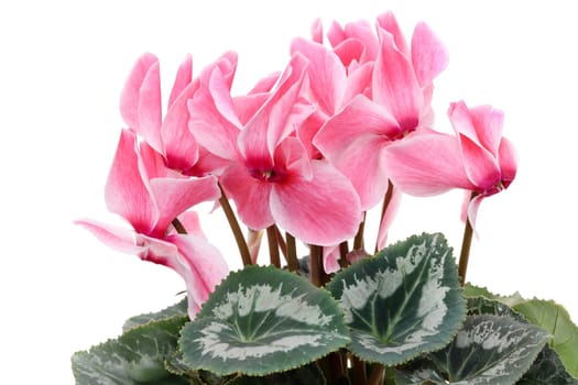 Closeup view of a pink cyclamen isolated on white background