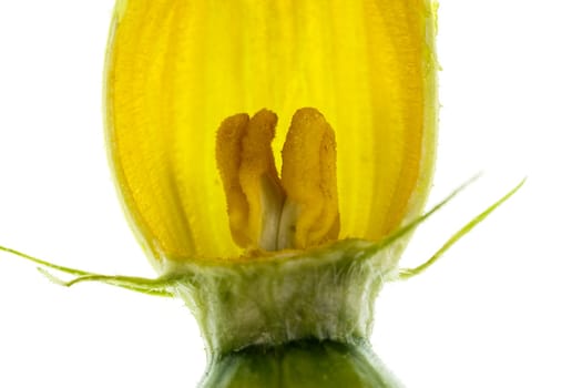 View of a dissected pumpkin female flower, or pistillate, with petals, corolla, stigma, style, ovary, sepals and calyx
