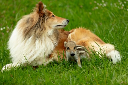 Wild Boar playing with Collie on a meadow in springtime