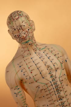 Acupuncture Model isolated on beige background